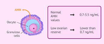 AMH (Anti-Müllerian Hormone)