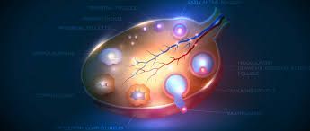 FSH(Follicle-Stimulating Hormone)