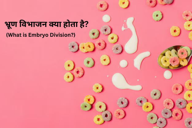 भ्रूण विभाजन क्या होता है? (What is Embryo Division?)
